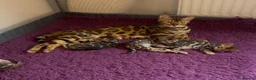 Bengal cats for sale: Beautiful Purebred Bengal Kittens  in London - Advert 1