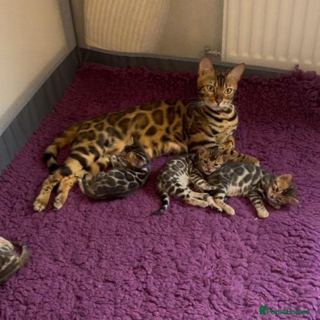 Bengal cats for sale: Beautiful Purebred Bengal Kittens  in London - Advert 1