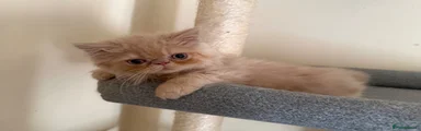 Monty 