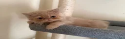 Persian cats for sale: GCCF registered cream Persian boy 💙 READY NOW - Advert 8
