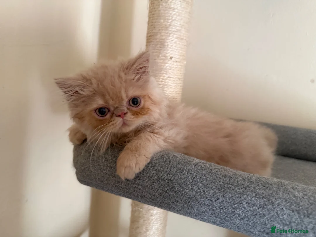 Persian cats for sale: GCCF registered cream Persian boy 💙 READY NOW - Advert 8