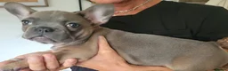 French Bulldog dogs for sale: Hugo. in Rhyl - Advert 2