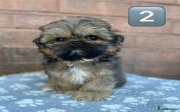 Shih Tzu dogs for sale: KC Registered Imperial Shih Tzu boys.  - Image 7