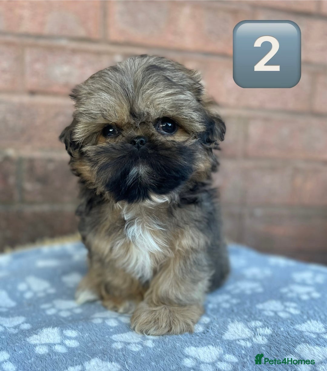 Shih Tzu dogs for sale: KC Registered Imperial Shih Tzu boys.  - Image 7