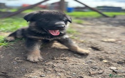 German Shepherd dogs for sale: German shepherd puppies  - Image 17