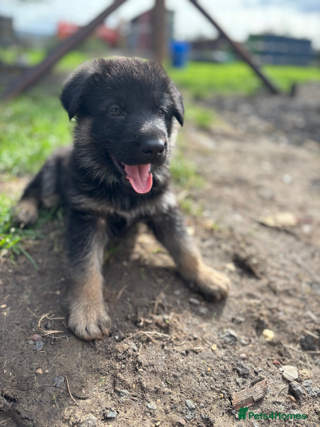 German Shepherd dogs for sale: German shepherd puppies  - Image 17