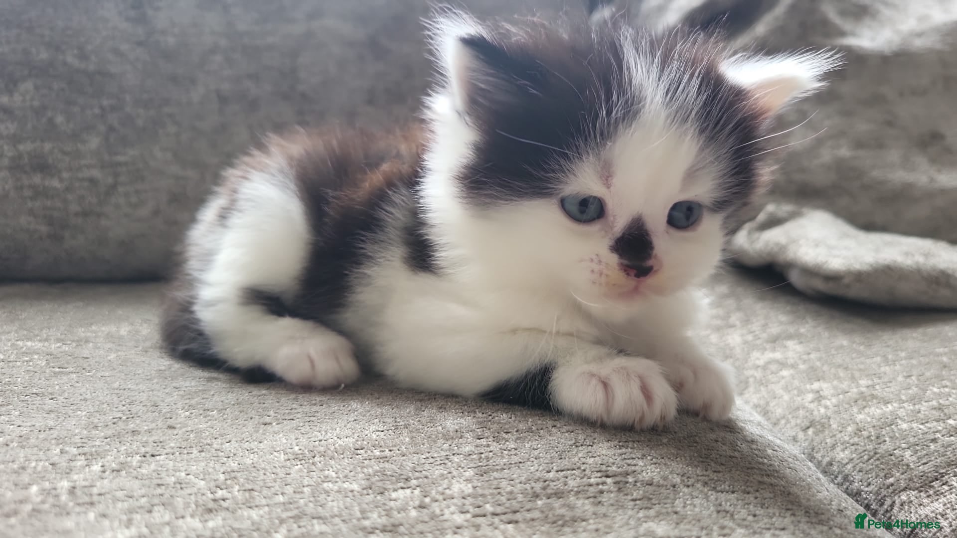 Persian cats for sale: Long haired Doll faced Persian cross  - Advert 19
