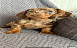 Dachshund dogs for sale: Miniature Dachshund Puppies  - Image 11