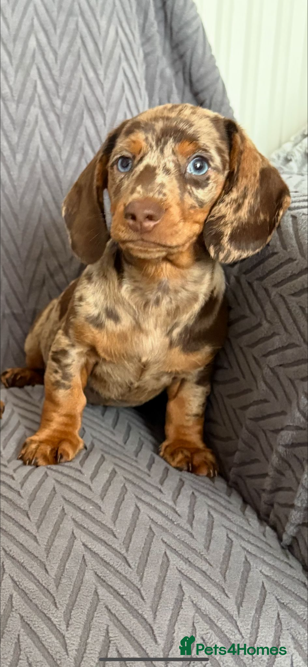 Dachshund dogs for sale: Miniature Dachshund Puppies  - Image 11