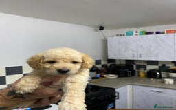 Labradoodle dogs for sale: Toy adorable Labradoodle DNA TESTED - Image 10