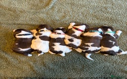 English Springer Spaniel dogs for sale: 🐶 6 x KC REG SPRINGER SPANIELS READY 30th OCT 🎃 - Image 3