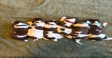 English Springer Spaniel dogs - Advert 2