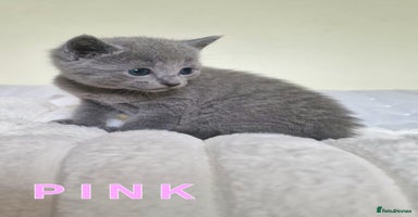 Russian Blue cats - Advert 2