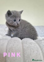 Russian Blue cats - Advert 1