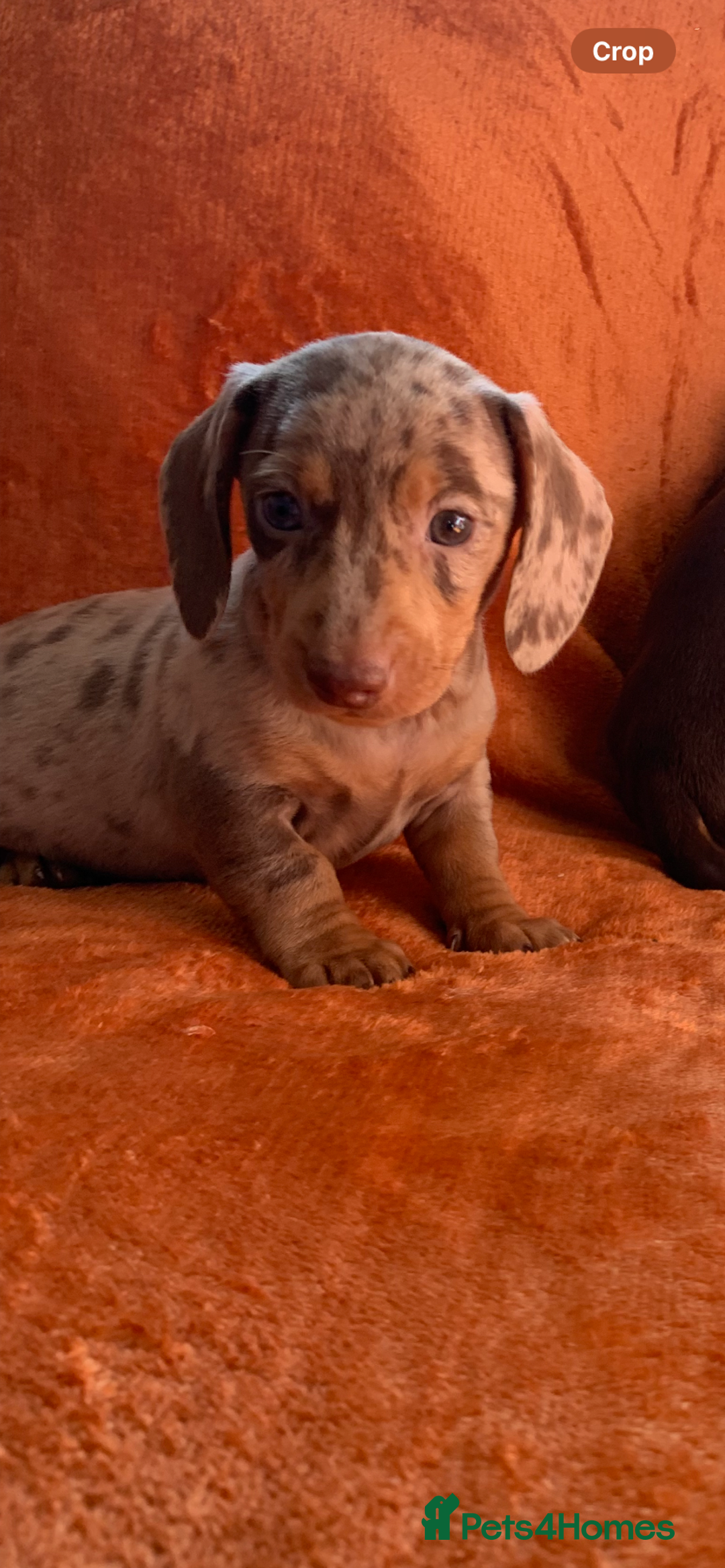 Miniature Dachshund dogs for sale: Minature daschund rainbow litter READY 19th SEPT - Image 10