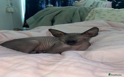 Sphynx cats for sale: Male sphynx kitten looking for forever slave - Advert 4