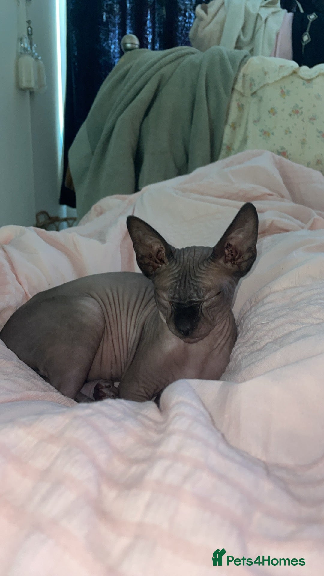 Sphynx cats for sale: Male sphynx kitten looking for forever slave - Advert 4