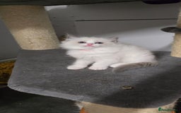 Ragdoll cats for sale: Ragdoll Kitten - Image 4