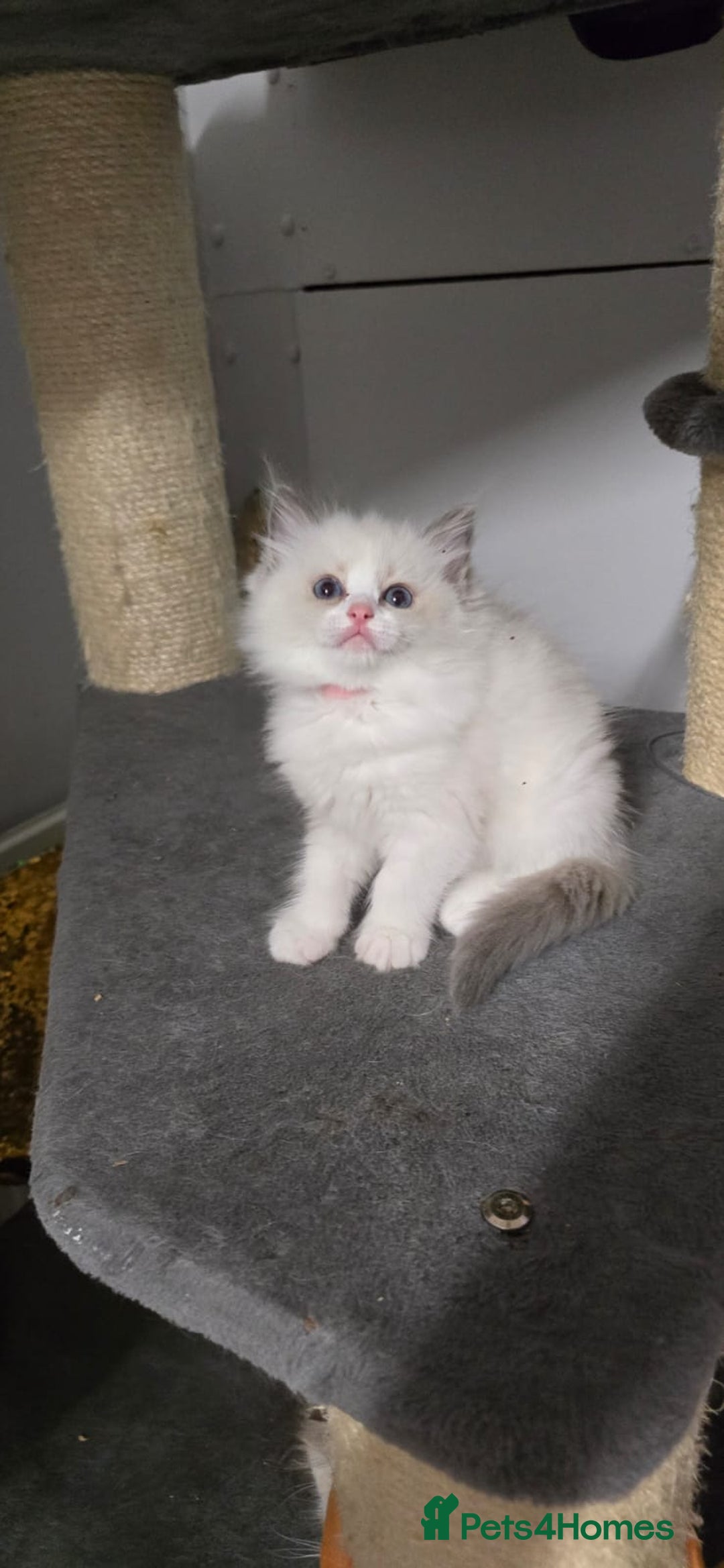 Ragdoll cats for sale: Ragdoll Kitten - Image 4