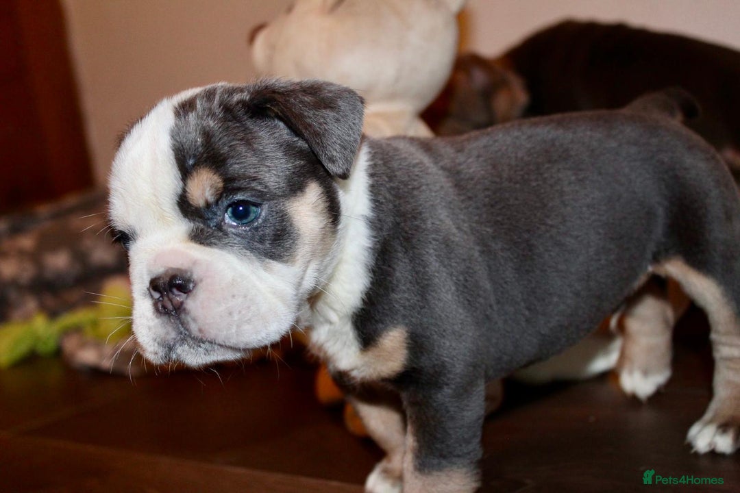 Olde English Bulldogge dogs for sale: Stunning Olde English Bulldog puppies - Advert 2
