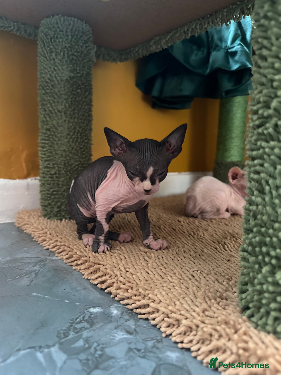 Sphynx cats for sale:  6 Beautiful Sphynx Kittens Ready Soon – 5★ - Image 7