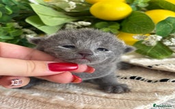 Russian Blue cats for sale: TICA pedigree Russian blue kittens 🐱  - Image 24