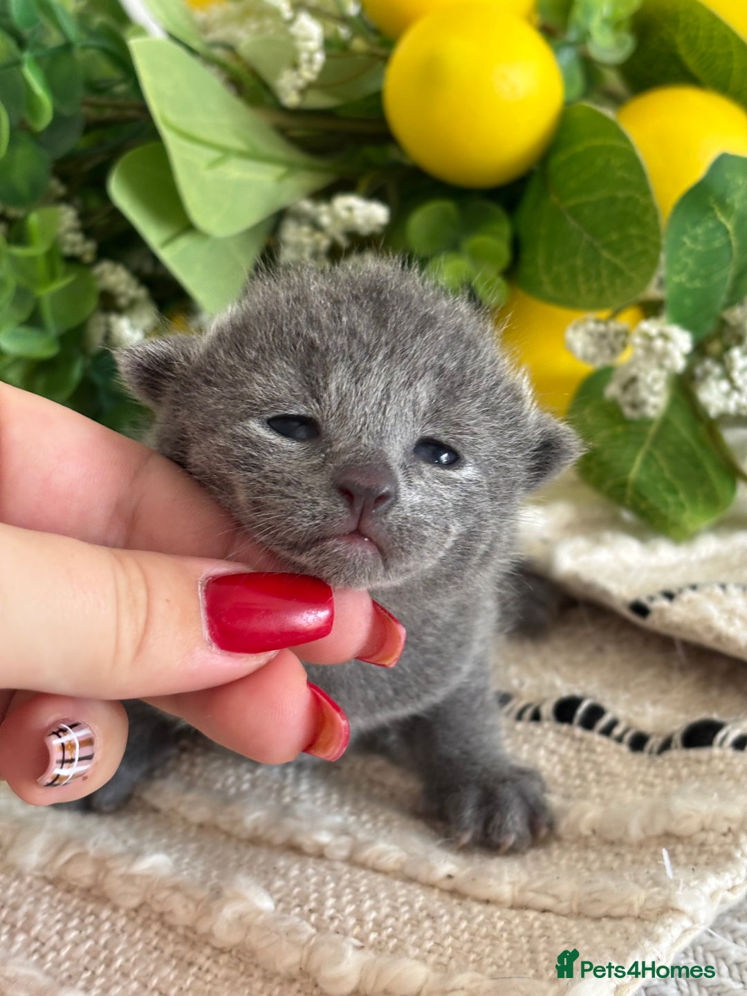 Russian Blue cats for sale: TICA pedigree Russian blue kittens 🐱  - Image 24