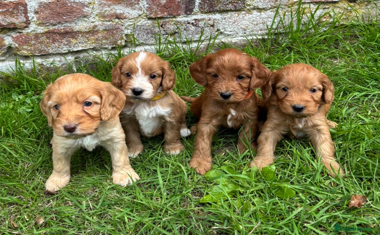 Cockapoo dogs - Advert 8