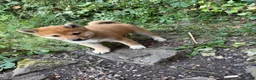 Japanese Shiba Inu dogs for sale: Health tested champion bloodline small size Shiba  - Advert 9