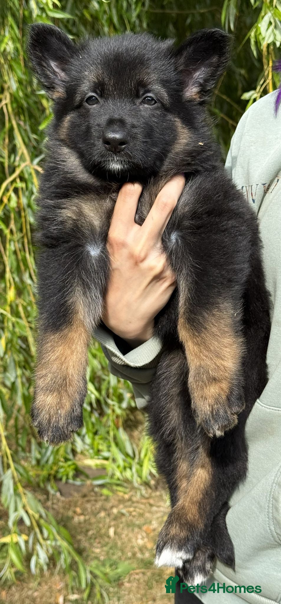German Shepherd dogs Quality Longcoat Pups With Health tested Parents  - Advert 2