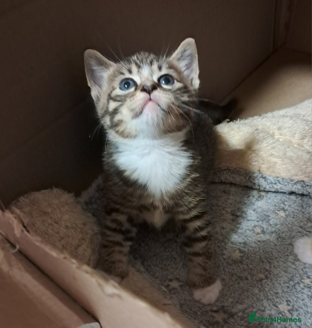 Mixed Breed cats for sale:  🐾 Adorable Kittens Looking for Loving Homes 🏡 - Image 4
