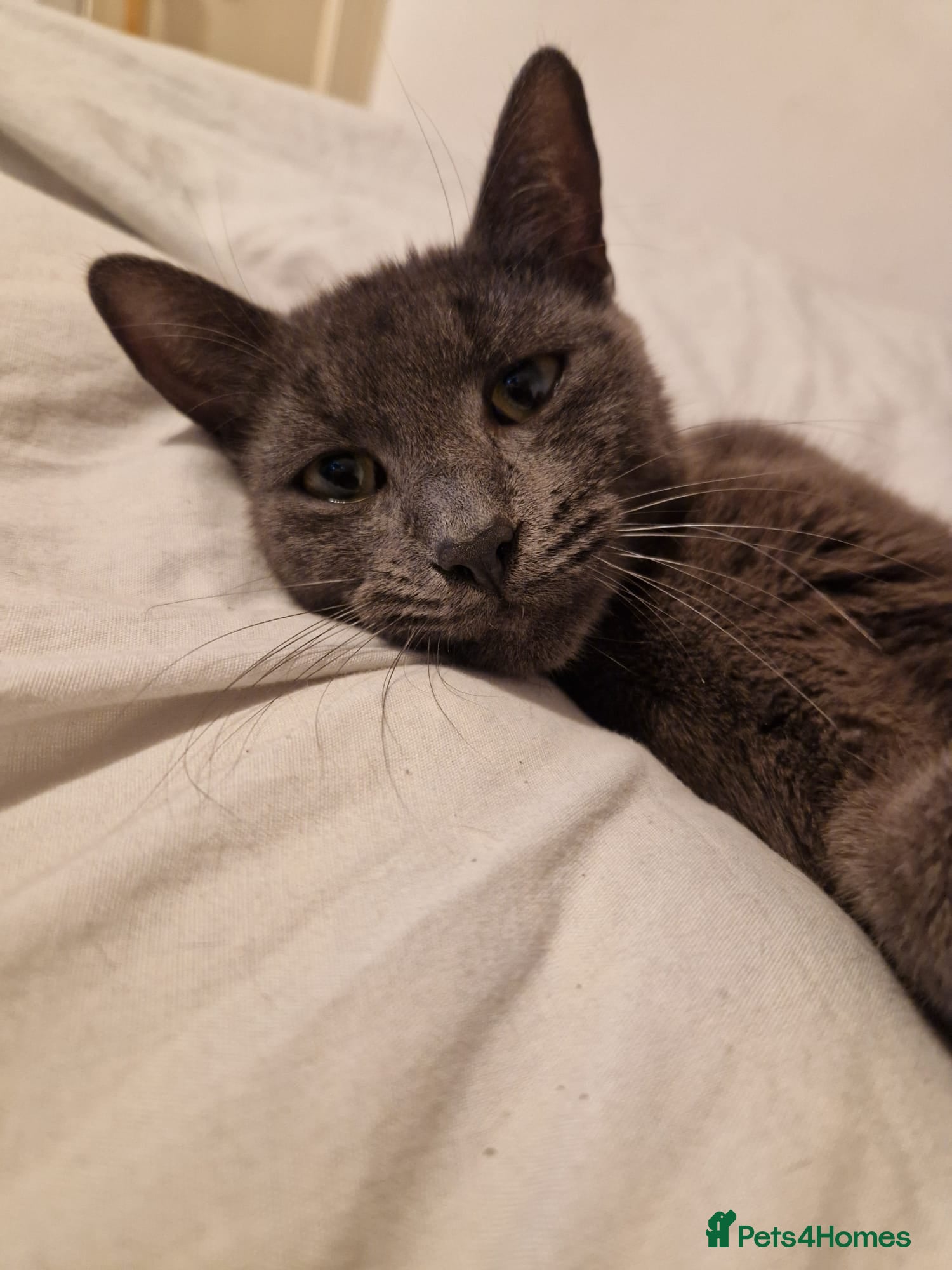 Mixed Breed cats 2 male kittens for sale (sold as pair)  - Advert 1