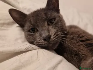 Mixed Breed cats 2 male kittens for sale (sold as pair) - Advert 1