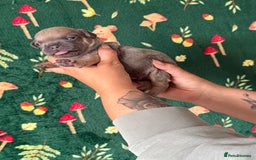 French Bulldog dogs for sale: French bulldog puppy’s  - Image 6