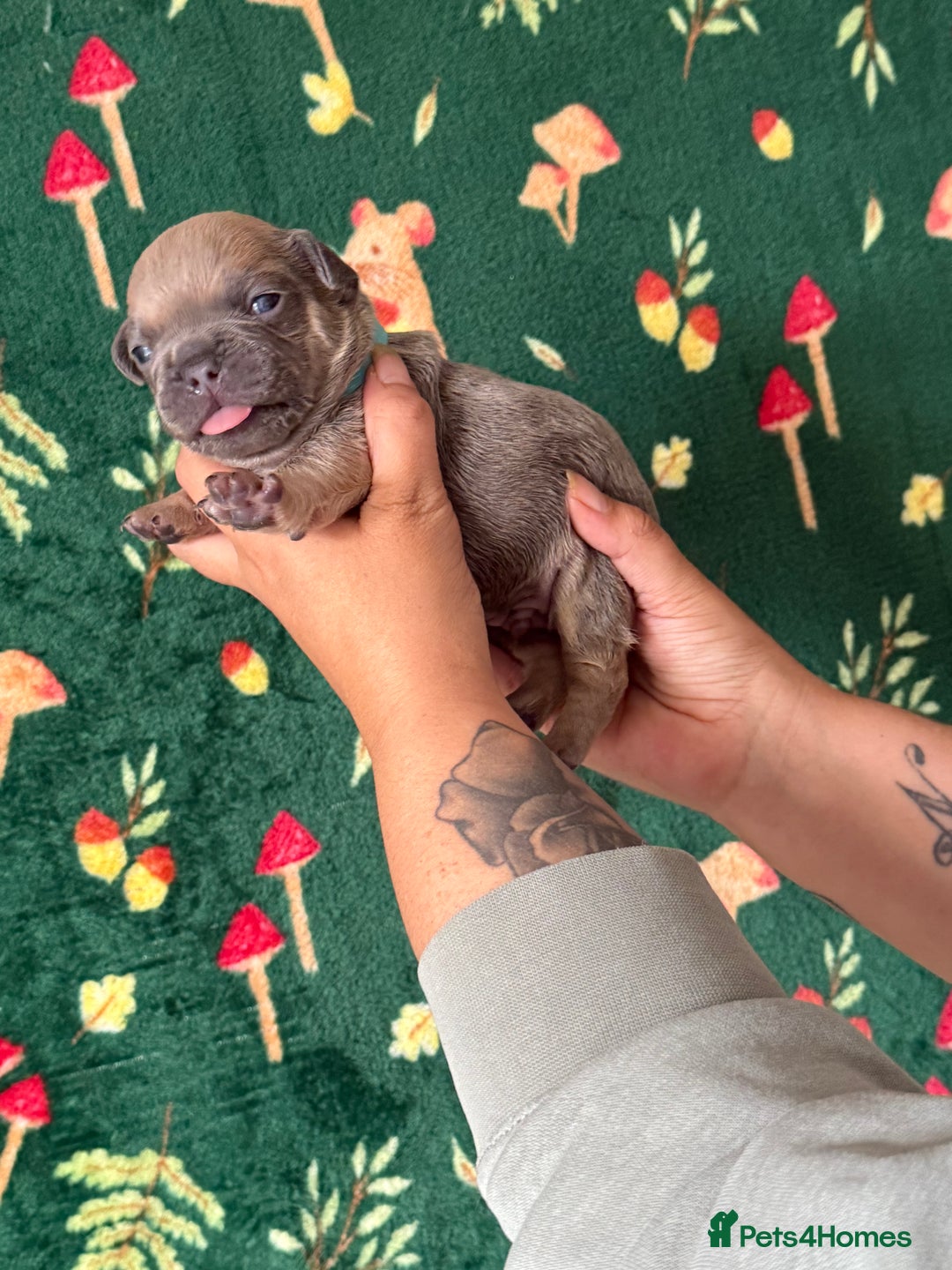 French Bulldog dogs for sale: French bulldog puppy’s  - Image 6