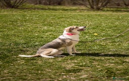Mixed Breed dogs for adoption: 💖🐶 NINA 🐶💖 - Image 14