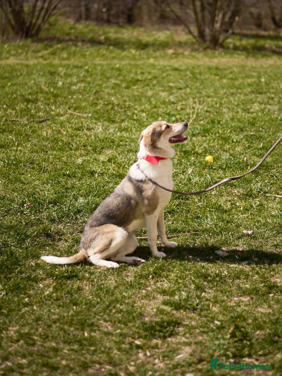 Mixed Breed dogs for adoption: 💖🐶 NINA 🐶💖 - Image 14