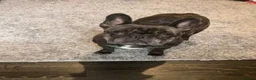French Bulldog dogs for sale: French Bulldog for sale  - Advert 2