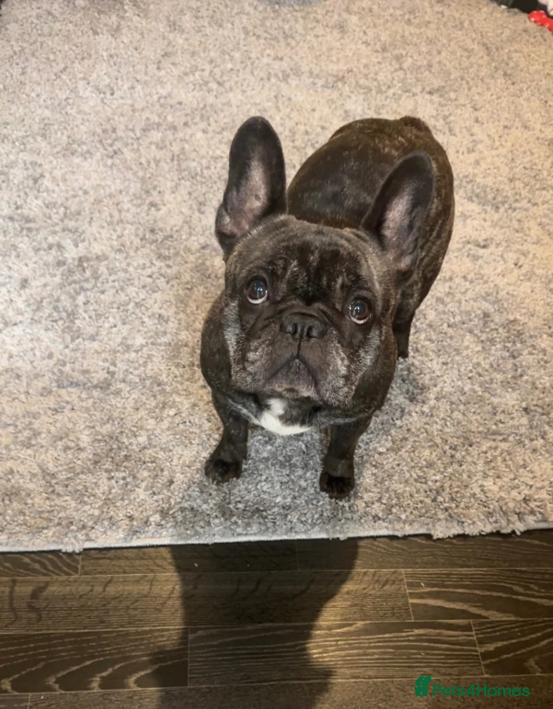 French Bulldog dogs for sale: French Bulldog for sale  - Advert 2