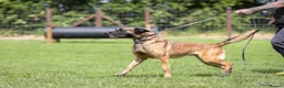 Belgian Shepherd Dog dogs for sale: KNPV BELGIAN MALINOIS SLEECKX in Stafford - Advert 5
