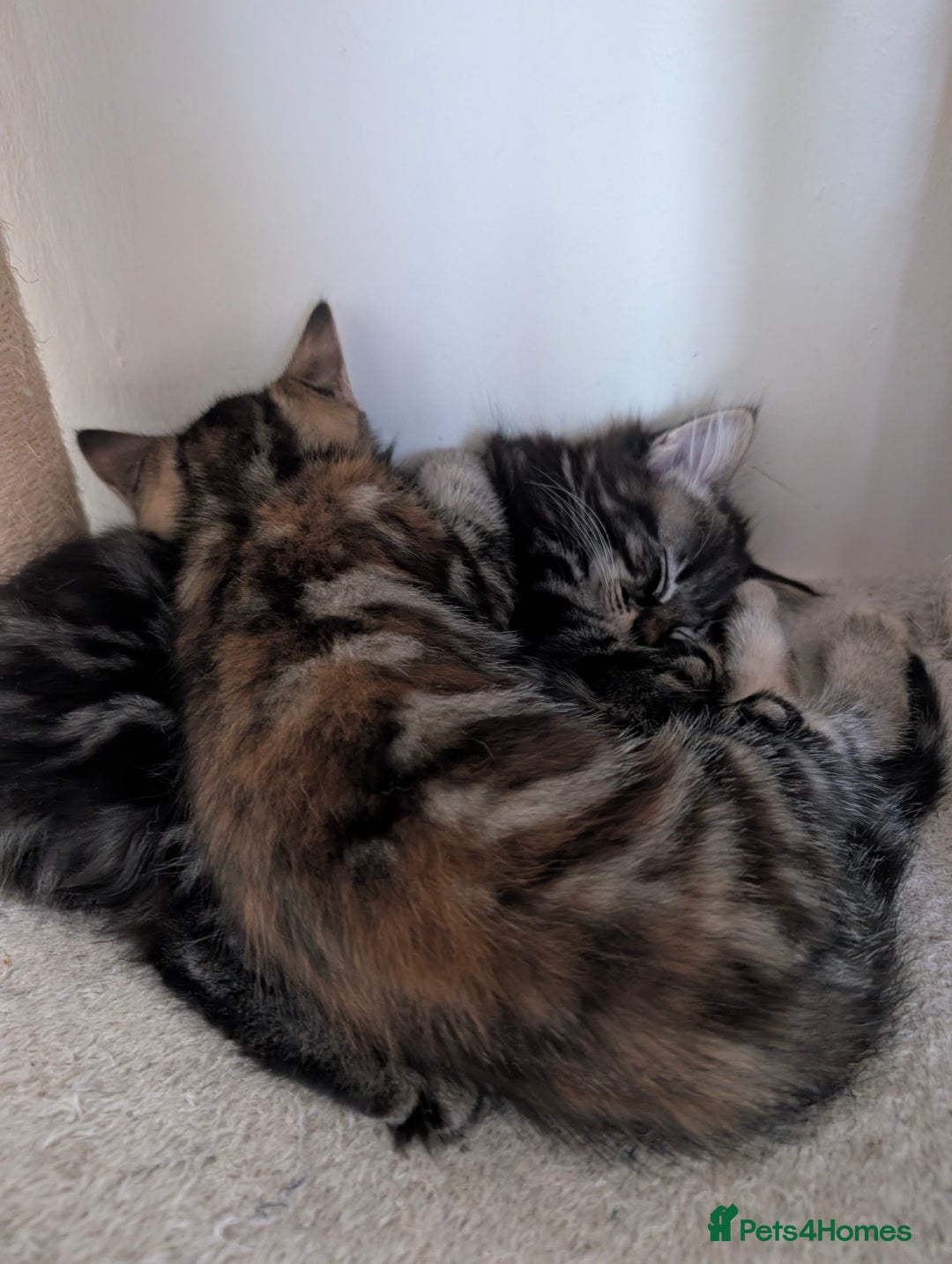 Mixed Breed cats for sale: Adorable kittens ready for new homes - Image 3
