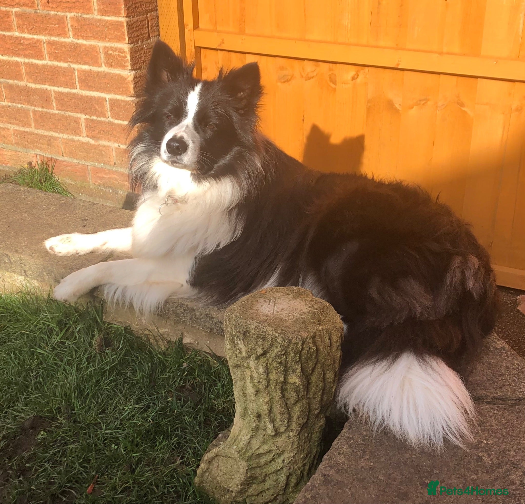 Border Collie dogs Beautiful border collie female  - Advert 9