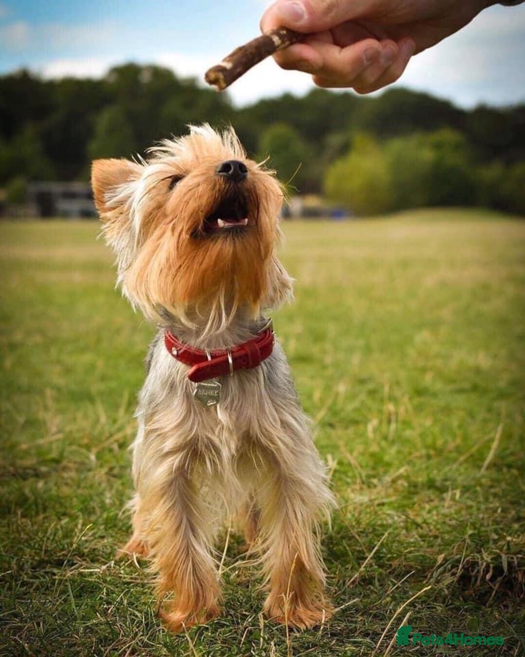 Yorkshire Terrier dogs for stud:  Miniature Experienced Yorkshire Terrier STUD  - Image 7