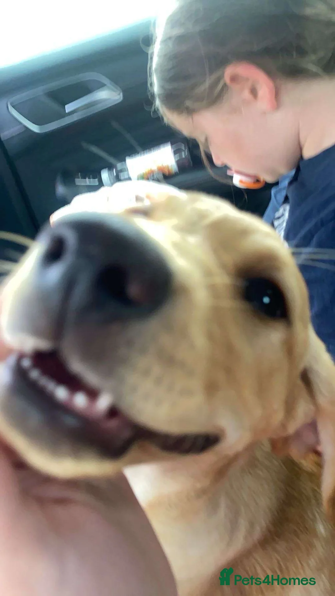 Labrador Retriever dogs for sale: Red fox Labrador - Advert 4