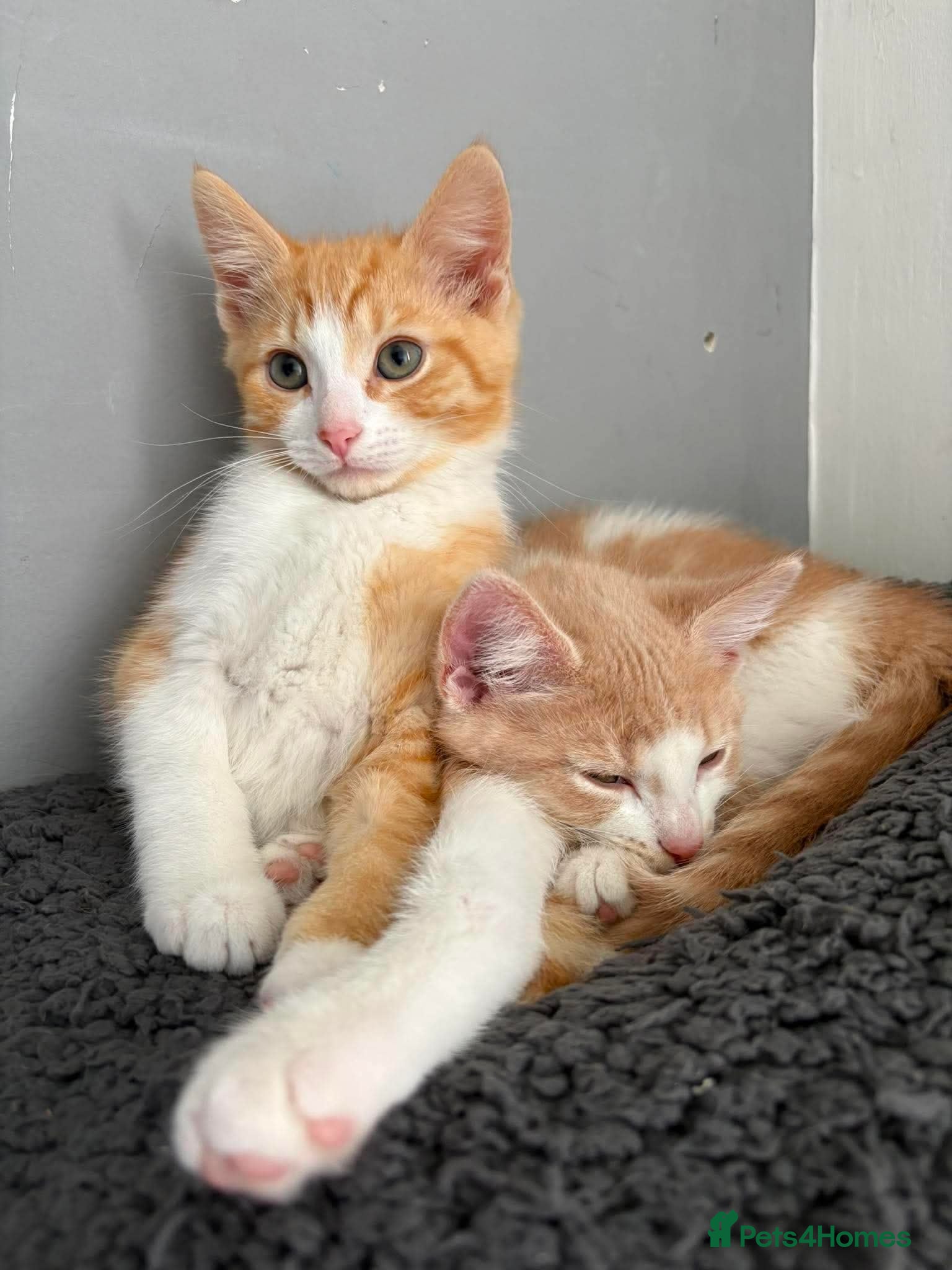 Mixed Breed cats 1/4 main coon kittens  - Advert 2