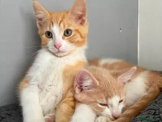 Mixed Breed cats 1/4 main coon kittens - Advert 2
