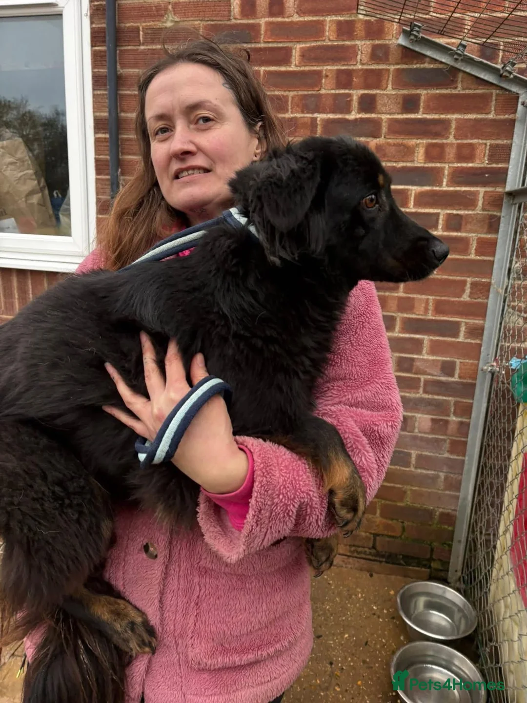 Mixed Breed dogs for adoption: Newton - Norwich Norfolk  - Advert 14