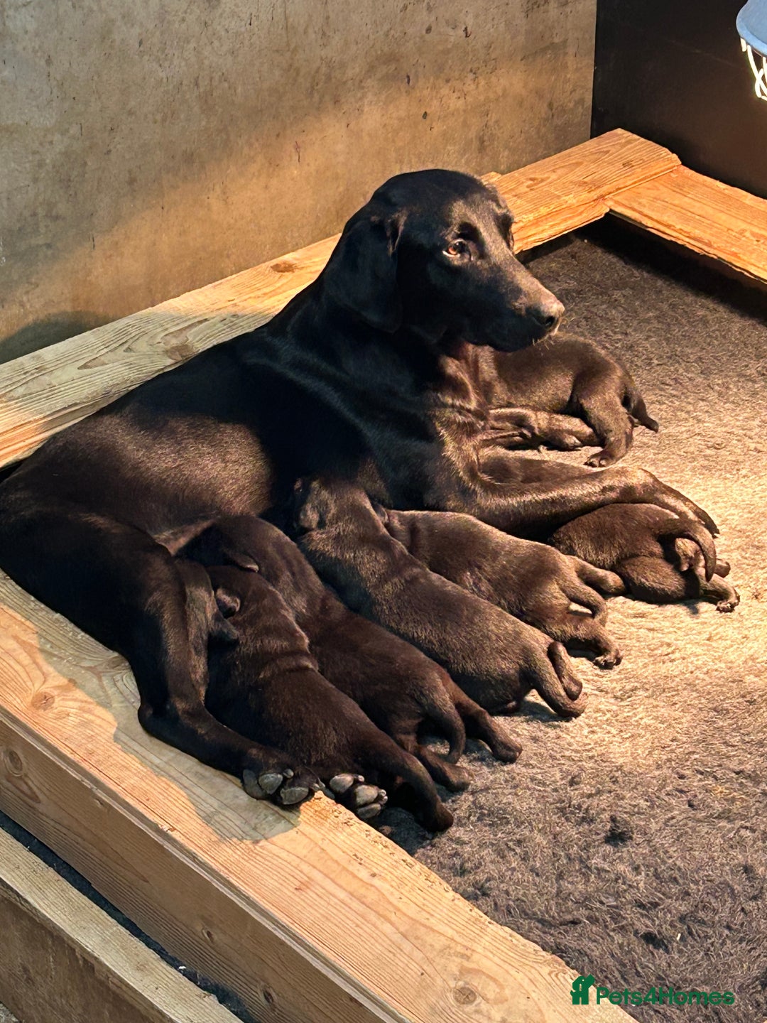 Labrador Retriever dogs for sale: 2 beautiful black Labrador bitches remaining - Advert 3