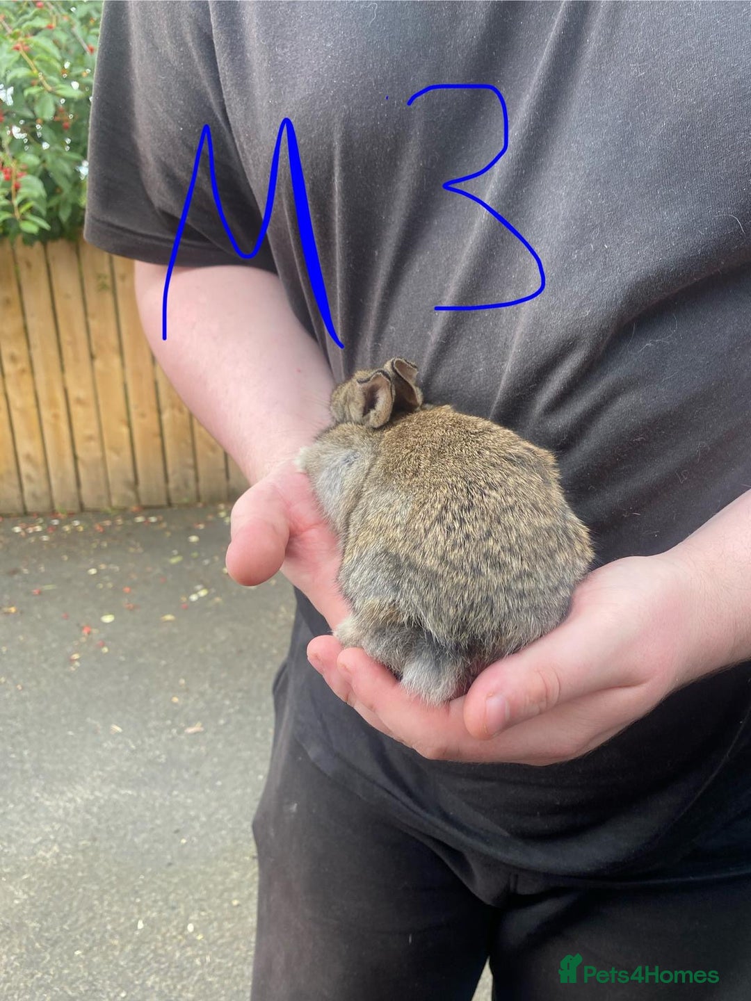 French Lop rabbits for sale: Baby lops  - Image 8