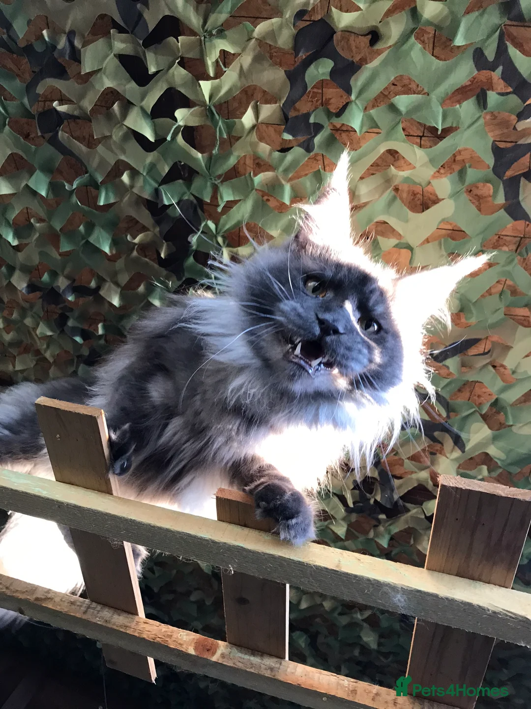 Maine Coon cats for stud: Stud Gccf duel Tica active blue smoke  in Grantham - Advert 3